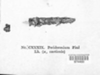 Cronartium pini image